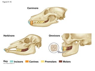 Figure 41.16
Carnivore
Herbivore Omnivore
Molars
Premolars
Canines
Incisors
Key
 