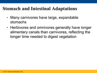 Stomach and Intestinal Adaptations
• Many carnivores have large, expandable
stomachs
• Herbivores and omnivores generally have longer
alimentary canals than carnivores, reflecting the
longer time needed to digest vegetation
© 2011 Pearson Education, Inc.
 