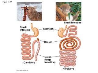 Figure 41.17
Small
intestine Stomach
Cecum
Carnivore
Colon
(large
intestine)
Small intestine
Herbivore
 