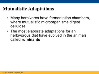 Mutualistic Adaptations
• Many herbivores have fermentation chambers,
where mutualistic microorganisms digest
cellulose
• The most elaborate adaptations for an
herbivorous diet have evolved in the animals
called ruminants
© 2011 Pearson Education, Inc.
 
