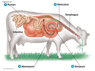 Reticulum
Esophagus
Omasum
Abomasum
Intestine
Rumen
1 2
3
4
Figure 41.18
 
