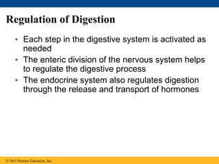 Regulation of Digestion
• Each step in the digestive system is activated as
needed
• The enteric division of the nervous system helps
to regulate the digestive process
• The endocrine system also regulates digestion
through the release and transport of hormones
© 2011 Pearson Education, Inc.
 
