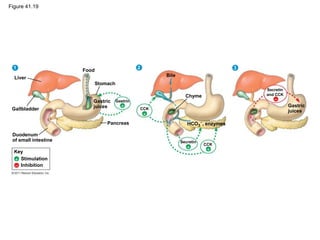 Figure 41.19
Liver
Gallbladder
Food
Stomach
Duodenum
of small intestine
Gastric
juices
Pancreas
Bile
Chyme
1 2 3
Gastrin
CCK
Key
Stimulation
Inhibition
HCO3
, enzymes
CCK
Secretin
Secretin
and CCK
Gastric
juices


 



 