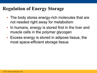 Regulation of Energy Storage
• The body stores energy-rich molecules that are
not needed right away for metabolism
• In humans, energy is stored first in the liver and
muscle cells in the polymer glycogen
• Excess energy is stored in adipose tissue, the
most space-efficient storage tissue
© 2011 Pearson Education, Inc.
 