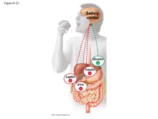 Figure 41.21
Satiety
center
Ghrelin
Insulin
Leptin
PYY




 