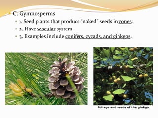 C. Gymnosperms1. Seed plants that produce “naked” seeds in cones.2. Have vascular system3. Examples include conifers, cycads, and ginkgos.