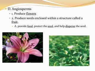 D. Angiosperms1. Produce flowers2. Produce seeds enclosed within a structure called a fruit.A. provide food, protect the seed, and help disperse the seed.
