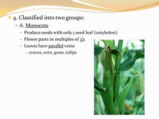 4. Classified into two groups:A. MonocotsProduce seeds with only 1 seed leaf (cotyledon)Flower parts in multiples of 3’sLeaves have parallel veinscrocus, corn, grass, tulips