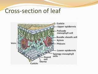 Cross-section of leaf