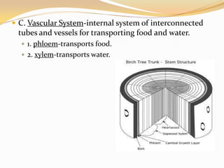 C. Vascular System-internal system of interconnected tubes and vessels for transporting food and water.1. phloem-transports food.2. xylem-transports water.