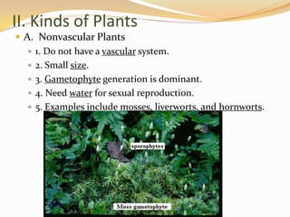 II. Kinds of PlantsA.  Nonvascular Plants1. Do not have a vascular system.2. Small size.3. Gametophyte generation is dominant.4. Need water for sexual reproduction.5. Examples include mosses, liverworts, and hornworts.