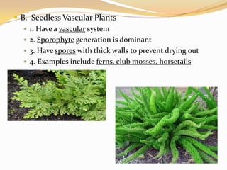 B.  Seedless Vascular Plants1. Have a vascular system2. Sporophyte generation is dominant3. Have spores with thick walls to prevent drying out4. Examples include ferns, club mosses, horsetails