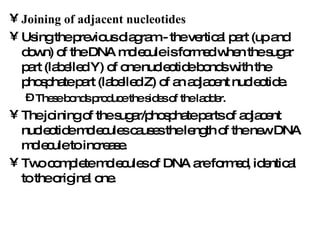 Joining of adjacent nucleotides   Using the previous diagram - the vertical part (up and down) of the DNA molecule is formed when the sugar part (labelled Y) of one nucleotide bonds with the phosphate part (labelled Z) of an adjacent nucleotide.  These bonds produce the sides of the ladder.  The joining of the sugar/phosphate parts of adjacent nucleotide molecules causes the length of the new DNA molecule to increase.  Two complete molecules of DNA are formed, identical to the original one.  