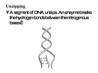   Unzipping  A segment of DNA unzips. An enzyme breaks the hydrogen bonds between the nitrogenous bases.    