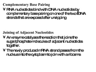 Complementary Base Pairing   RNA nucleotides bind with DNA nucleotides by complementary base pairing on one of the two  DNA strands that are exposed after unzipping Joining of Adjacent Nucleotides   An enzyme catalyzes the reaction that joins the sugar/phosphate molecules of adjacent nucleotides together. The newly produced mRNA strand passes from the nucleus into the cytoplasm to join with a ribosme. 