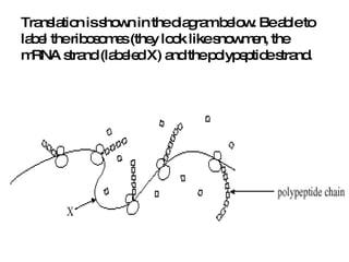 Translation is shown in the diagram below. Be able to label the ribosomes (they look like snowmen, the mRNA strand (labeled X) and the polypeptide strand. 