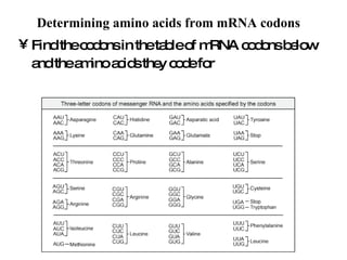 Determining amino acids from mRNA codons   Find the codons in the table of mRNA codons below and the amino acids they code for   