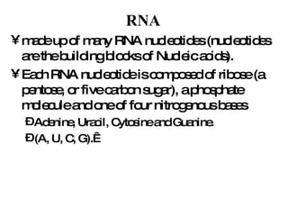 RNA   made up of many RNA nucleotides (nucleotides are the building blocks of Nucleic acids).  Each RNA nucleotide is composed of ribose (a pentose, or five carbon sugar), a phosphate molecule and one of four nitrogenous bases  Adenine, Uracil, Cytosine and Guanine.  (A, U, C, G).   