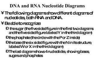 DNA and RNA Nucleotide Diagrams   The following diagrams show different diagrams of nucleotides, both RNA and DNA.  Be able to recognize: the sugar (the five sided figure in the first two diagrams and the five sided figure labeled Y in the third diagram) the phosphate (the circle with the P or Z inside) the base (the six sided figure with the N in its structure, labeled W or X in the third diagram)  The last diagram shows 4 nucleotides, showing bases, sugars and phosphates  