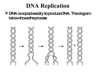 DNA Replication   DNA is copied exactly to produce DNA. The diagram below shows the process   