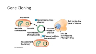 Gene Cloning
 