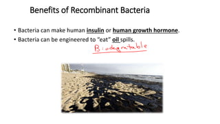 Benefits of Recombinant Bacteria
• Bacteria can make human insulin or human growth hormone.
• Bacteria can be engineered to “eat” oil spills.
 