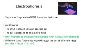 Electrophoresis
• Separates fragments of DNA based on their size.
How it works
• The DNA is placed in to an agarose gel
• The gel is exposed to an electric field
• DNA migrates to the positive electrode (DNA is negatively charged)
• Different sized fragments move through the gel at different rates
(smaller = faster = farther)
 