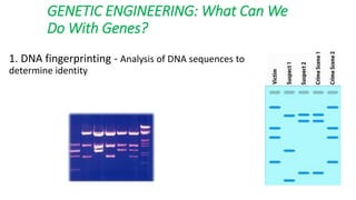 GENETIC ENGINEERING: What Can We
Do With Genes?
1. DNA fingerprinting - Analysis of DNA sequences to
determine identity
 