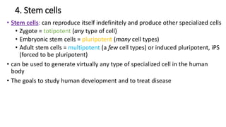 4. Stem cells
• Stem cells: can reproduce itself indefinitely and produce other specialized cells
• Zygote = totipotent (any type of cell)
• Embryonic stem cells = pluripotent (many cell types)
• Adult stem cells = multipotent (a few cell types) or induced pluripotent, iPS
(forced to be pluripotent)
• can be used to generate virtually any type of specialized cell in the human
body
• The goals to study human development and to treat disease
 