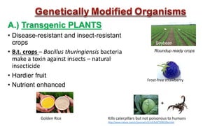 A.) Transgenic PLANTS
• Disease-resistant and insect-resistant
crops
• B.t. crops – Bacillus thuringiensis bacteria
make a toxin against insects – natural
insecticide
• Hardier fruit
• Nutrient enhanced
Kills caterpillars but not poisonous to humans
http://www.nature.com/cr/journal/v12/n2/full/7290120a.html
Frost-free strawberry
Roundup ready crops
Soybean
Golden Rice
 