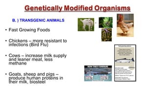 B. ) TRANSGENIC ANIMALS
• Fast Growing Foods
• Chickens – more resistant to
infections (Bird Flu)
• Cows – increase milk supply
and leaner meat, less
methane
• Goats, sheep and pigs –
produce human proteins in
their milk, biosteel
 