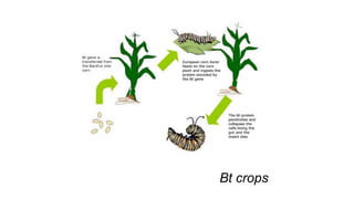 Bt crops
 
