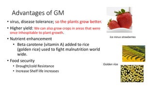 Advantages of GM
• virus, disease tolerance; so the plants grow better.
• Higher yield: We can also grow crops in areas that were
once inhospitable to plant growth.
• Nutrient enhancement
• Beta carotene (vitamin A) added to rice
(golden rice) used to fight malnutrition world
wide.
• Food security
• Drought/cold Resistance
• Increase Shelf life increases
Golden rice
Ice minus strawberries
 