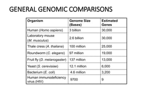 GENERAL GENOMIC COMPARISONS
Organism Genome Size
(Bases)
Estimated
Genes
Human (Homo sapiens) 3 billion 30,000
Laboratory mouse
(M. musculus)
2.6 billion 30,000
Thale cress (A. thaliana) 100 million 25,000
Roundworm (C. elegans) 97 million 19,000
Fruit fly (D. melanogaster) 137 million 13,000
Yeast (S. cerevisiae) 12.1 million 6,000
Bacterium (E. coli) 4.6 million 3,200
Human immunodeficiency
virus (HIV)
9700 9
 