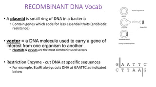 RECOMBINANT DNA Vocab
• A plasmid is small ring of DNA in a bacteria
• Contain genes which code for less essential traits (antibiotic
resistance)
• vector = a DNA molecule used to carry a gene of
interest from one organism to another
• Plasmids & viruses are the most commonly used vectors
• Restriction Enzyme - cut DNA at specific sequences
• For example, EcoRI always cuts DNA at GAATTC as indicated
below
 