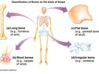 Copyright © 2009 Pearson Education, Inc., publishing as Benjamin Cummings *
Figure 5.1
Classification of Bones on the basis of Shape
 
