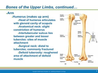 Copyright © 2009 Pearson Education, Inc., publishing as Benjamin Cummings *
Bones of the Upper Limbs, continued…
●Arm
●Humerus (makes up arm)
●Head of humerus articulates
with glenoid cavity of scapula
●Anatomical neck: slight
constriction of humerus
●Intertubercular sulcus lies
between greater and lesser
tubercles: sites of muscle
attachment
●Surgical neck: distal to
tubercles; commonly fractured
●Deltoid tuberosity: roughened
area of attachment of deltoid
muscle
 