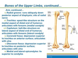 Copyright © 2009 Pearson Education, Inc., publishing as Benjamin Cummings *
Bones of the Upper Limbs, continued…
Arm, continued…
vi.Radial groove: runs obliquely down
posterior aspect of diaphysis; site of radial
nerve
vii.Trochlea: spool-like structure on the
medial aspect of distal end of humerus;
articulates with forearm (medial condyle)
viii.Capitulum: ball-like structure on
lateral aspect of distal end of humerus;
articulates with forearm (lateral condyle)
ix.Coronoid fossa: depression superior
to trochlea on anterior surface; articulates
with ulna
x.Olecranon fossa: depression superior
to trochlea on posterior surface;
articulates with ulna
xi.Medial and lateral epicondyles: lie
superior to condyles
 
