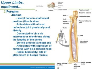 Copyright © 2009 Pearson Education, Inc., publishing as Benjamin Cummings *
Upper Limbs,
continued…
2.Forearm
●Radius
●Lateral bone in anatomical
position (thumb side)
●Articulates with ulna at
radioulnar joint proximally and
distally
●Connected to ulna via
interosseous membrane along
the lengths of the bones
●Styloid process at distal end
●Articulates with capitulum of
humerus with disc-shaped head
●Radial tuberosity: site of
attachment of biceps muscle
 