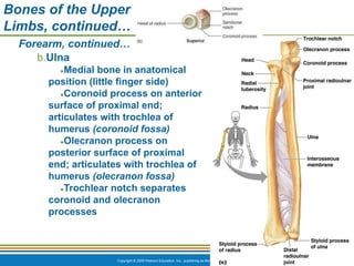 Copyright © 2009 Pearson Education, Inc., publishing as Benjamin Cummings *
Bones of the Upper
Limbs, continued…
Forearm, continued…
b.Ulna
●Medial bone in anatomical
position (little finger side)
●Coronoid process on anterior
surface of proximal end;
articulates with trochlea of
humerus (coronoid fossa)
●Olecranon process on
posterior surface of proximal
end; articulates with trochlea of
humerus (olecranon fossa)
●Trochlear notch separates
coronoid and olecranon
processes
 