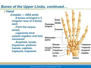 Copyright © 2009 Pearson Education, Inc., publishing as Benjamin Cummings *
Bones of the Upper Limbs, continued…
3.Hand
●Carpals — AKA wrist
●8 bones arranged in 2
irregular rows of 4 bones
each
●Form the carpus
(wrist)
●Ligaments bind
carpals together and limit
movement
●Scaphoid, lunate,
triquetrum, pisiform,
hamate, capitate,
trapezoid, trapezium
 