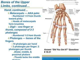 Copyright © 2009 Pearson Education, Inc., publishing as Benjamin Cummings *
Bones of the Upper
Limbs, continued…
Hand, continued…
b.Metacarpals — AKA palm
i.Numbered 1-5 from thumb
toward pinky
ii.Heads of metacarpals
form knuckles
c.Digit – one finger or
thumb, composed of 2-3
phalanges
i.Numbered 1-5 from thumb
d.Phalanges — bones of the
fingers
i.14 phalanges per hand
ii.3 phalanges per finger; 2
phalanges per thumb
●Distal, middle, &
proximal phalanx
●Thumb lacks the middle
Answer “Did You Get It?” Questions
# 18-21
 