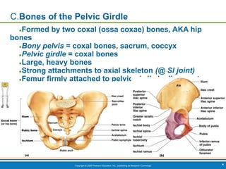 Copyright © 2009 Pearson Education, Inc., publishing as Benjamin Cummings *
C.Bones of the Pelvic Girdle
●Formed by two coxal (ossa coxae) bones, AKA hip
bones
●Bony pelvis = coxal bones, sacrum, coccyx
●Pelvic girdle = coxal bones
●Large, heavy bones
●Strong attachments to axial skeleton (@ SI joint)
●Femur firmly attached to pelvic girdle by ligaments
 