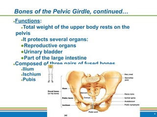Copyright © 2009 Pearson Education, Inc., publishing as Benjamin Cummings *
Bones of the Pelvic Girdle, continued…
●Functions:
●Total weight of the upper body rests on the
pelvis
●It protects several organs:
●Reproductive organs
●Urinary bladder
●Part of the large intestine
●Composed of three pairs of fused bones
●Ilium
●Ischium
●Pubis
 