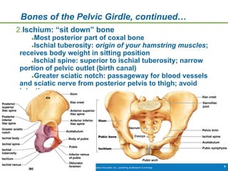 Copyright © 2009 Pearson Education, Inc., publishing as Benjamin Cummings *
Bones of the Pelvic Girdle, continued…
2.Ischium: “sit down” bone
●Most posterior part of coxal bone
●Ischial tuberosity: origin of your hamstring muscles;
receives body weight in sitting position
●Ischial spine: superior to ischial tuberosity; narrow
portion of pelvic outlet (birth canal)
●Greater sciatic notch: passageway for blood vessels
and sciatic nerve from posterior pelvis to thigh; avoid
injections
 