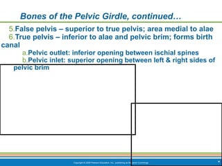 Copyright © 2009 Pearson Education, Inc., publishing as Benjamin Cummings *
Bones of the Pelvic Girdle, continued…
5.False pelvis – superior to true pelvis; area medial to alae
6.True pelvis – inferior to alae and pelvic brim; forms birth
canal
a.Pelvic outlet: inferior opening between ischial spines
b.Pelvic inlet: superior opening between left & right sides of
pelvic brim
 