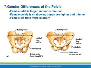 Copyright © 2009 Pearson Education, Inc., publishing as Benjamin Cummings *
7.Gender Differences of the Pelvis
●Female inlet is larger and more circular
●Female pelvis is shallower; bones are lighter and thinner
●Female ilia flare more laterally
 