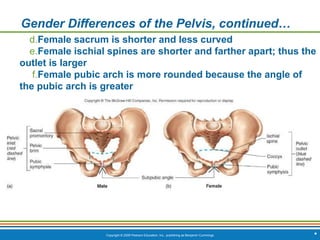 Copyright © 2009 Pearson Education, Inc., publishing as Benjamin Cummings *
Gender Differences of the Pelvis, continued…
d.Female sacrum is shorter and less curved
e.Female ischial spines are shorter and farther apart; thus the
outlet is larger
f.Female pubic arch is more rounded because the angle of
the pubic arch is greater
 