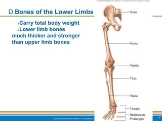Copyright © 2009 Pearson Education, Inc., publishing as Benjamin Cummings *
D.Bones of the Lower Limbs
●Carry total body weight
●Lower limb bones
much thicker and stronger
than upper limb bones
 