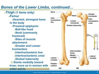 Copyright © 2009 Pearson Education, Inc., publishing as Benjamin Cummings *
Bones of the Lower Limbs, continued…
●Thigh (1 bone only)
●Femur
●Heaviest, strongest bone
in the body
●Proximal epiphysis:
●Ball-like head
●Neck (commonly
fractured)
●Sites of muscle
attachment:
●Greater and Lesser
trochanters
●Intertrochanteric line
●Intertrochanteric crest
●Gluteal tuberosity
iii.Slants medially toward
knee; more so in women with
wider pelvis
 